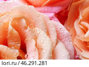 Beautiful peachy roses, closeup. Стоковое фото, фотограф Pixel_shot / Фотобанк Лори