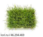 Fresh green wheatgrass in bowl on white background. Стоковое фото, фотограф Pixel_shot / Фотобанк Лори