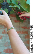 Grape harvest. A woman picks bunches of blue fragrant Isabella grapes from a vine near the wall of a house. Vertical mobile. Стоковое видео, видеограф Коханова Наталья / Фотобанк Лори