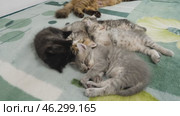 Разноцветные котята играют. A colorful kittens are playing. Стоковое видео, видеограф Евгений Романов / Фотобанк Лори