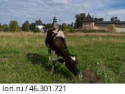 Корова на лугу. На заднем плане башня Тарарыгина, башня Верхних решеток и Тайловская башня на фоне крепостной стены Свято-Успенского Псково-Печерского монастыря. Печоры, Россия (2020 год). Стоковое фото, фотограф Дымов Игорь / Фотобанк Лори