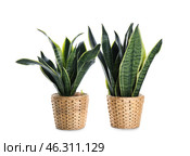 Beautiful sansevieria in flowerpots on white background. Стоковое фото, фотограф Pixel_shot / Фотобанк Лори