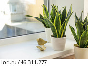 Decorative sansevieria plants on windowsill. Стоковое фото, фотограф Pixel_shot / Фотобанк Лори
