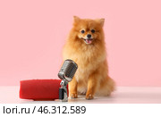 Cute Pomeranian dog with microphone and speaker on table against pink background. Стоковое фото, фотограф Pixel_shot / Фотобанк Лори