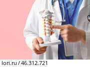 Male doctor demonstrating spinal anatomy with vertebral column model on pink background. Стоковое фото, фотограф Pixel_shot / Фотобанк Лори