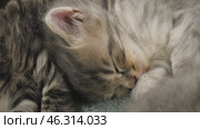 Разноцветные котята спят. A colorful kittens are sleeping. Стоковое видео, видеограф Евгений Романов / Фотобанк Лори