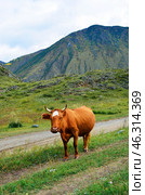 A red-haired, piebald bull grazes in a mountain valley. Стоковое фото, фотограф Staryh Luiba / Фотобанк Лори