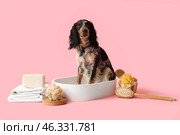 Cute cocker spaniel in sink with bath accessories on pink background. Стоковое фото, фотограф Pixel_shot / Фотобанк Лори