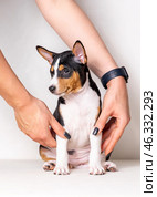A tricolor basenji puppy sits on a light beige background and looks to the side, supported by human hands on each side. Стоковое фото, фотограф Евгения Глинская / Фотобанк Лори