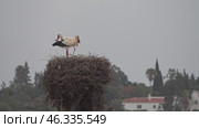 White storks banging beaks. Стоковое видео, видеограф Михаил Коханчиков / Фотобанк Лори