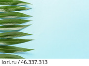 Green osier leaves on color background. Стоковое фото, фотограф Pixel_shot / Фотобанк Лори