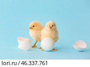 Cute hatched chicks on color background. Стоковое фото, фотограф Pixel_shot / Фотобанк Лори