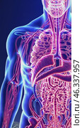 Human Anatomy Showing Lungs and Digestive System. Стоковое видео, видеограф Данил Руденко / Фотобанк Лори