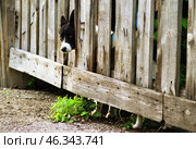 Дворовая собака выглядывает из-за забора. A yard dog peeks out from behind the fence. Стоковое фото, фотограф Евгений Романов / Фотобанк Лори