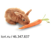 Cute fluffy bunny eating carrot on white background. Стоковое фото, фотограф Pixel_shot / Фотобанк Лори