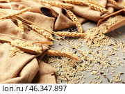 Unpolished rice and spikelets on light background. Стоковое фото, фотограф Pixel_shot / Фотобанк Лори