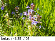 Vivid purple wildflowers sprouting amidst lush green grass. Стоковое фото, фотограф EugeneSergeev / Фотобанк Лори