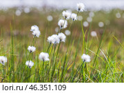 Whity fluffy flowers on a sunny day. Macro photo of Eriophorum vaginatum. Стоковое фото, фотограф EugeneSergeev / Фотобанк Лори