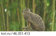 Meerkat sitting on tree trunk. Стоковое видео, видеограф Михаил Коханчиков / Фотобанк Лори