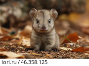 An image of a small, furry animal that resembles a cross between a baby predator and a rodent. It has short, thick, gray-brown fur, round ears, shiny black eyes, and a small pink nose. Its paws with tiny claws are slightly buried in the forest floor, and the background is filled with autumn leaves and a blurry natural environment. The overall atmosphere is warm, cozy, autumnal, and the animal looks incredibly cute and defenseless. Стоковое AI-изображение, AI-художник Анна Кривицкая / Фотобанк Лори