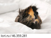 Cute guinea pig on white linen in bed. Стоковое фото, фотограф Pixel_shot / Фотобанк Лори