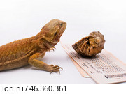 Рыжая взрослая ящерица бородатая агама самка сидит напротив раковины морского моллюска рапана лежащего на оранжевом железнолорожном билете. Стоковое фото, фотограф Алиса Сокол / Фотобанк Лори