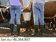 Young farmers working in paddock with cows outdoors. Стоковое фото, фотограф Pixel_shot / Фотобанк Лори