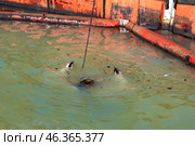 Водолаз осматривает кормовую часть танкера Волгонефть-239. Редакционное фото, фотограф Алексей Шматков / Фотобанк Лори