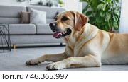 Golden retriever is lying on the floor at home. Best Friend. Portrait of healthy domestic animal on a carpet in living room. Adorable calm dog resting near sofa, free copy space. Happy Canine Concept. Стоковое AI-видео, аниматор Марина Демидюк / Фотобанк Лори
