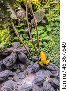 Poisonous black and yellow frog in the terrarium of an amphibian and reptile lover. Phyllobates terribilis Colombia amazon rainforest toxic amphibian. Format for smartphone background. Стоковое фото, фотограф Iva Noel / Фотобанк Лори