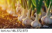 Garlic plants row growing in the dirt on agricultural field background. Garlic plantation. Vegetable garden. Fresh garlic bulbs, green leaves grow in soil. Sunset light. Organic vegetables farming. Стоковое AI-видео, аниматор Марина Демидюк / Фотобанк Лори