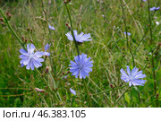 Chicory plant, blooming with beautiful lilac flowers in the meadow. Стоковое фото, фотограф Андрей Бакусов / Фотобанк Лори