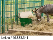 Grey donkey in zoological garden. Стоковое фото, фотограф Pixel_shot / Фотобанк Лори