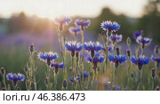 Blue flower, cornflower, in summer meadow, flower meadow with blue flowers, cornflowers, Centaurea cyanus. Стоковое AI-изображение, AI-художник Ирина Старикова / Фотобанк Лори