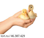 Female hands with cute ducklings on white background. Стоковое фото, фотограф Pixel_shot / Фотобанк Лори