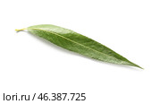 Green osier leaf on white background. Стоковое фото, фотограф Pixel_shot / Фотобанк Лори