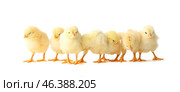 Cute hatched chicks on light background. Стоковое фото, фотограф Pixel_shot / Фотобанк Лори