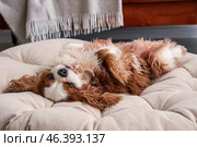 Cute cavalier King Charles spaniel lying on back in pet bed at home. Стоковое фото, фотограф Pixel_shot / Фотобанк Лори