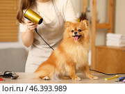 Female groomer drying cute Pomeranian dog's hair in salon. Стоковое фото, фотограф Pixel_shot / Фотобанк Лори