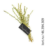 Aromatic sagebrush on white background. Стоковое фото, фотограф Pixel_shot / Фотобанк Лори