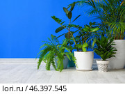 Pots with plants on color background. Стоковое фото, фотограф Pixel_shot / Фотобанк Лори