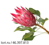 Beautiful protea flower on white background. Стоковое фото, фотограф Pixel_shot / Фотобанк Лори