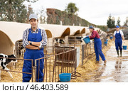 Adult male farmer giving water to calves on farm. Стоковое фото, фотограф Яков Филимонов / Фотобанк Лори
