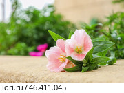 Beautiful pink flowers on summer day, closeup. Стоковое фото, фотограф Pixel_shot / Фотобанк Лори