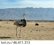 African ostrich (lat. - Struthio camelus) in the Yotvata Hai-Bar Nature Reserve. Стоковое фото, фотограф Irina Opachevsky / Фотобанк Лори