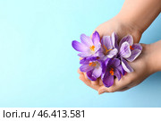 Woman holding beautiful Saffron flowers on blue background. Стоковое фото, фотограф Pixel_shot / Фотобанк Лори