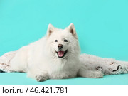 Cute samoyed dog with plaid on color background. Стоковое фото, фотограф Pixel_shot / Фотобанк Лори