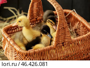 Basket with cute ducklings on table. Стоковое фото, фотограф Pixel_shot / Фотобанк Лори