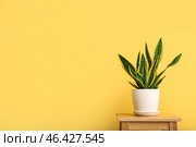 Snake plant on stool near yellow wall. Стоковое фото, фотограф Pixel_shot / Фотобанк Лори