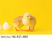 Cute hatched chicks on color background. Стоковое фото, фотограф Pixel_shot / Фотобанк Лори